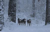 Hjem til Jul