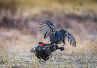 Early morning fight! 2