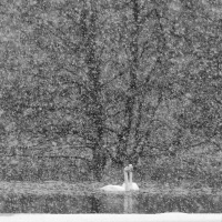 Snøfall