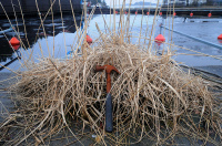 Hammerhøy