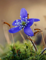 Antatt, natur - Blåveisblå på skogsbunden