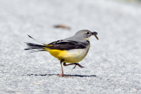 Vintererle, det går mot sommer!