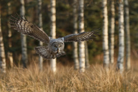 Antatt - 15th FIAP Clubs`s World Cup 2020 - Great Grey Owl