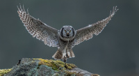 Gull, natur - Haukugle med mus