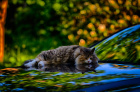 Bronse - Panserkatt