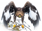 Antatt, natur - Kongen kommer