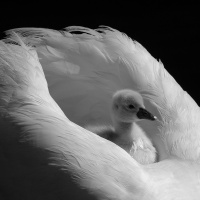 Gull - Omsorg