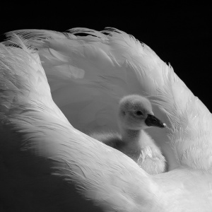 Gull - Omsorg