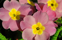 Primula i hagen
