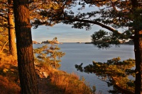 Antatt: Utsikt fra skogen
