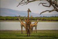 Harem of the savanna