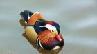 Antatt: Mandarinand