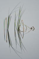Antatt - Speiling