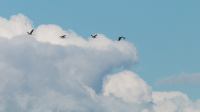 Mot blå himmel