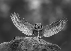 Antatt, monokrom - Haukugle