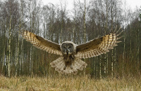 HO, Natur - Inn for landing