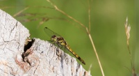 Libelle