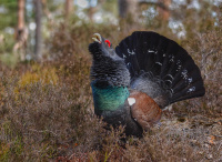 2. plass apr 2019: Spillende tiur