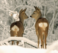 1. plass feb 2019 - Stillhet i vinterskogen