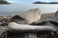 Dinosaurknokkel på stranda