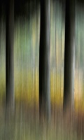 Antatt: Gyllent øyeblikk i høstskogen.