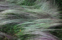 Bare grass