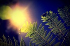 Antatt - Stemningsfull sommer