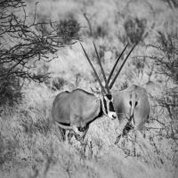 Oryx