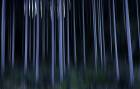Panorert skog