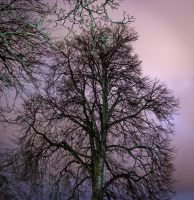 Natt i parken