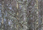 Kvås 3 Skogens grå