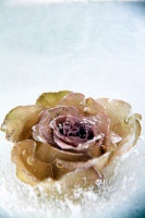 Hederlig omtale: Isrose...