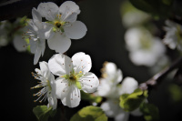Blomstring