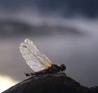 Spretten Libelle