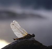 Spretten Libelle