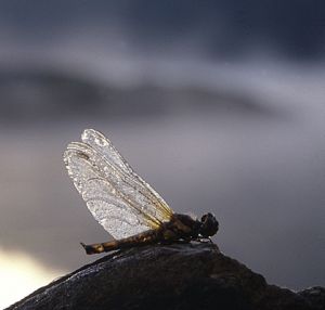 Spretten Libelle