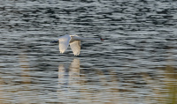 Lavtflyvende svane