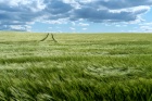 Gull - We´ll drive in fields of green