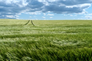 Gull - We´ll drive in fields of green