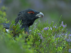 Antatt, natur - Blåbærplukkeren