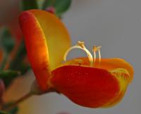 Blomsterglede.