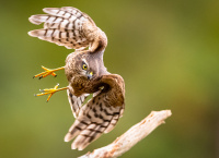 HO, Natur - Spurvehauk
