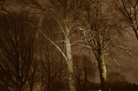 Uværsglimt i skogen