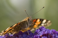Hederlig Omtale - Tistelsommerfuglen