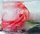 Antatt: Isrose