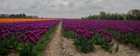 Antatt - Tulipan linjer