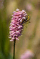 Humlesnurr