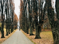 A walk in the park to go from dark to light