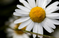 God sommer