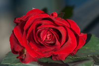 Hederlig omtale - Rosa